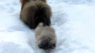 Pekingese puppies 2,5 months, first time outside, in the snow