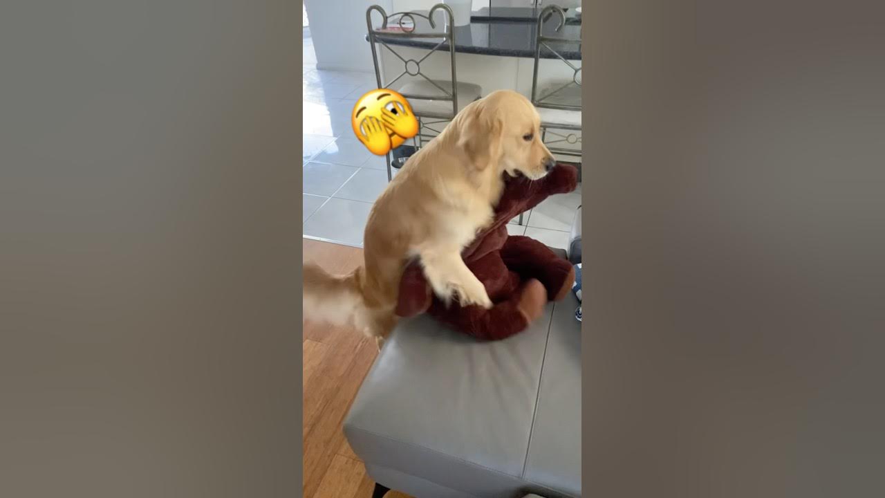 I Like Them Big I Like Them Chunky Song I like them big, I like them chunky 💓 #dog #goldenretriever #trending #