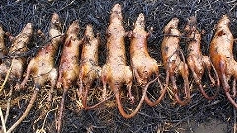 Dùng ná cao su săn chuột rừng