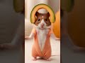Cat dance #catdance #dogdance #petdance #animaldance #trend #meow #funnydance