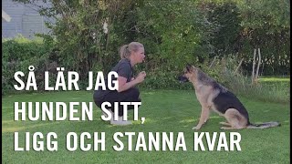 Så lär jag hunden sitt, ligg och stanna kvar