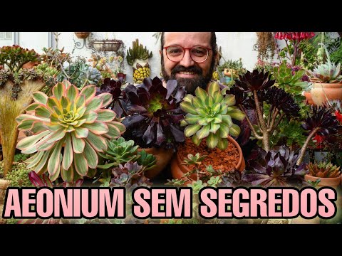 AEONIUM - Guia definitivo de cultivo dessas suculentas + MINHA COLEÇÃO