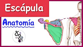 Anatomía de la ESCÁPULA | Explicación Fácil y Dinámica!