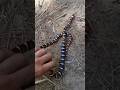 The COOLEST animals I've ever seen in the wild