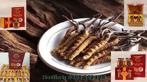 Lợi ích của Đông Trùng Hạ Thảo - Viện Hàn Lâm KHVCN Việt Nam