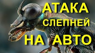 Ужас! Слепни атакуют автомобиль?