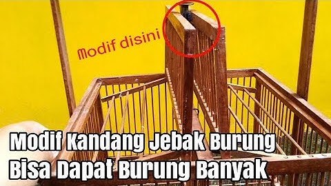 Modifikasi Kandang Jebak Burung Agar Bisa Dapat Burung Banyak