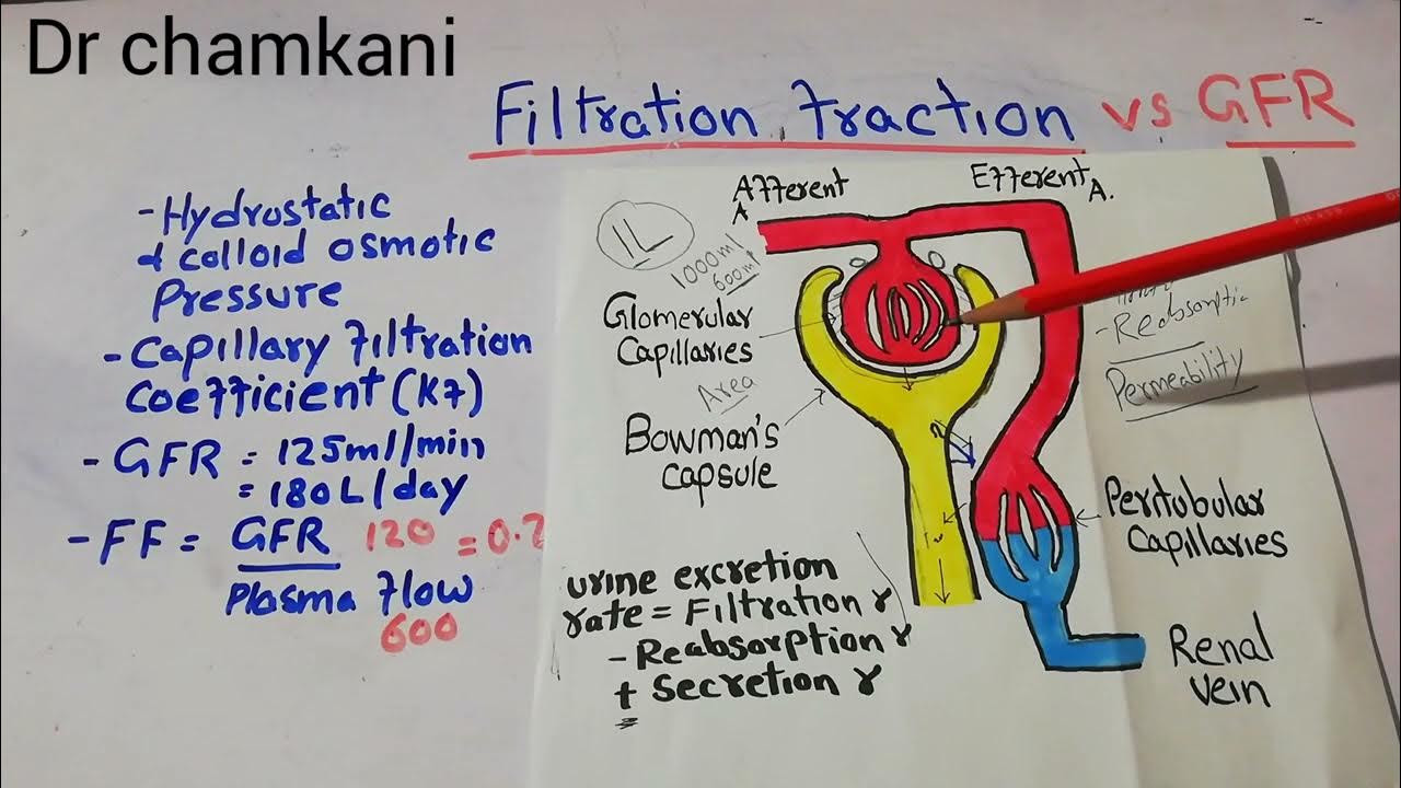 Renal Physiology 57 Filtration Fraction Vs GFR Glomerular renal-physiology-57-filtration-fraction-vs-gfr-glomerular