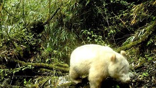 La Prima Immagine Di Un Panda Gigante Albino Scattata Da Una Fototrappola Nella Foresta