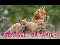 Mustsee red fox familys adorable playtime in the dutch countryside