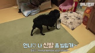 Why Does This Dog Rips Off A Tissue?! ㅣ Animal Before&After EP6