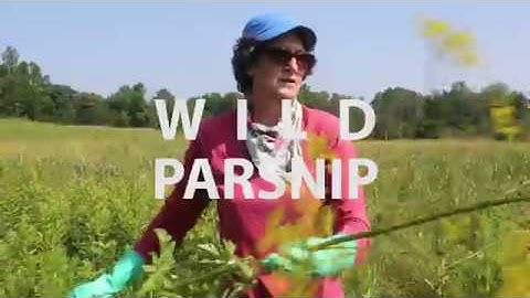 Invasive Plants in the Granite State: Wild Parsnip