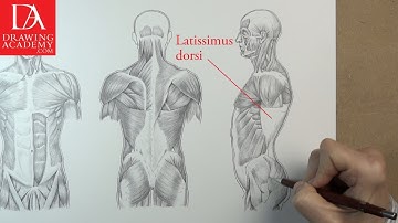 Muscles in Human Body presented by Drawing Academy .com 31-2