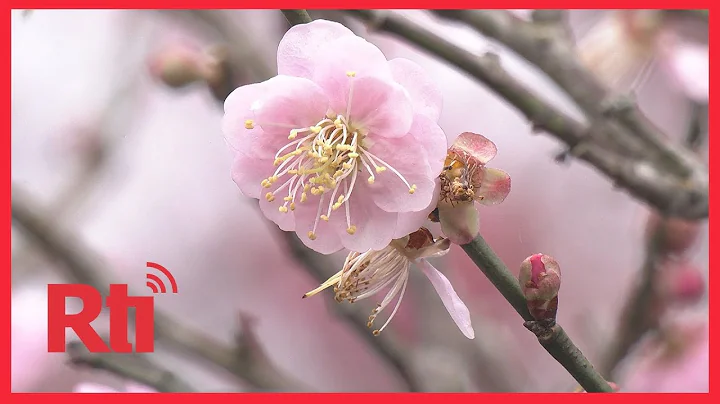 Cherry blossoms attract crowds at Yangmingshan  | Taiwan News | RTI - DayDayNews