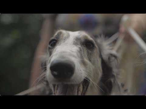 Video: Kāpēc Mans Suns Nekad Netiks Audzēts [tikai Jebkur]