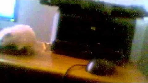 Keyboard VS Susan Carden