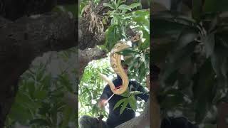 Famous Indian Rock python Rescue Net Worth