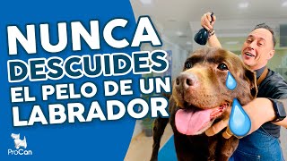 CUIDADOS BÁSICOS del pelo de un Labrador Cómo cortar y cepillar   | Curso de Peluquería Canina