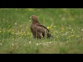 Schreiadler (Aquila pomerina) Lesser Spotted Eagle