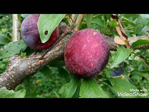 Диплоидная слива Озарк