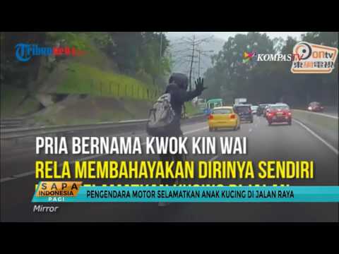 Video: Kucing Mengambil Isyarat Emosional Dari Pemiliknya, Temuan Studi