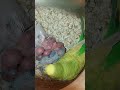 Budgie Breeding Progress