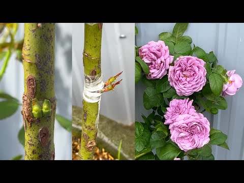 Video Vườn Nhà thử cách ghép hoa hồng mới | Taking care of... - youtube