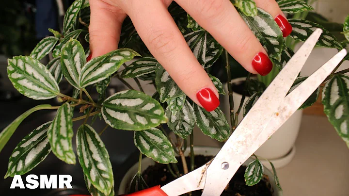ASMR Pruning and Cleaning My Plants (No Talking - Scissor Sounds, Rustling, Crinkling, and More)