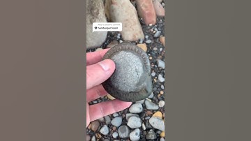 Perfect Ammonite Picked Up By The Cliffs