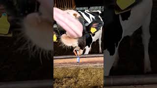 Cow Tongue Slow Motion