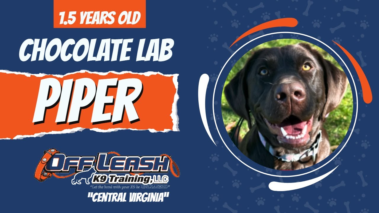 Chocolate Lab, 1.5 Years, Piper| Best Lab Training| Offleashk9 - YouTube