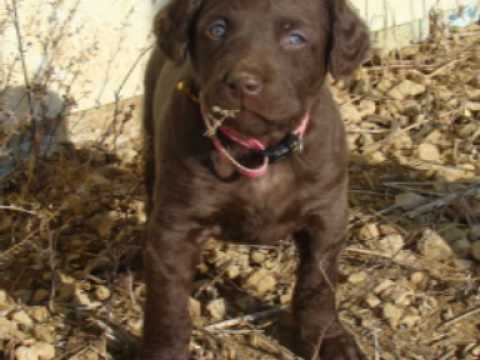 Video: Chesapeake Bay Retriever Hunderase Hypoallergen, Helse Og Levetid