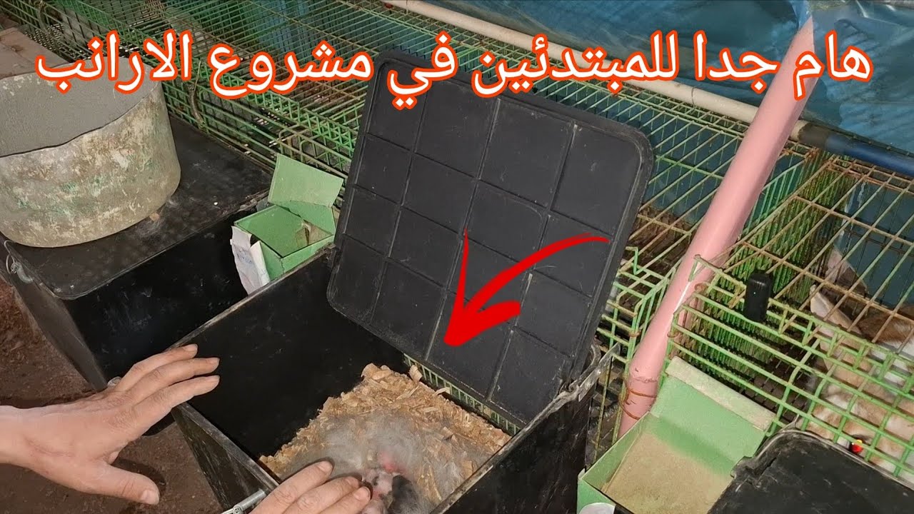 انا هقولك علي طريقه شغل المزارع الكبيره في انتاج الارانب وامري لله 