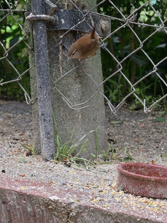 Eurasian Wren