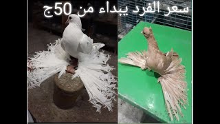 تقليب حمام شقلباظ ومواصفاته وأسعاره بالتفصيل من اقل سعر لاعلي سعر