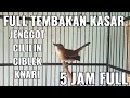 Srdc gacor isian cililinjenggotlovebirdciblekkenari sangat bagus buat trotol