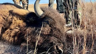 Oklahoma Bison & How They Were Hunted