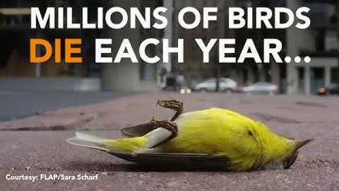 How to stop birds smashing into windows