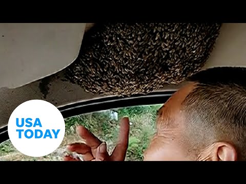 Driver, passengers stay cool, calm, collected in a car full of bees | USA TODAY
