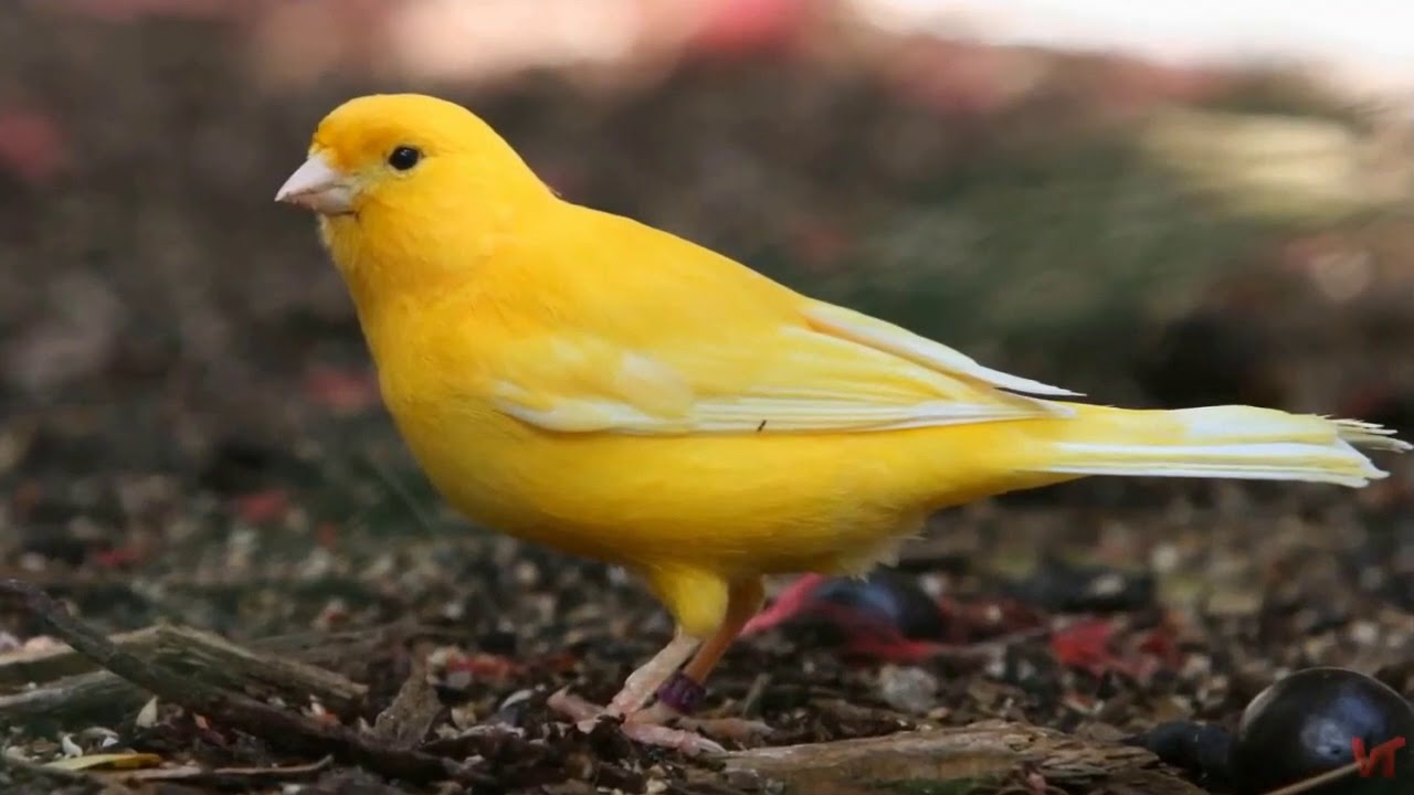 Канарейки (Serinus canaria)