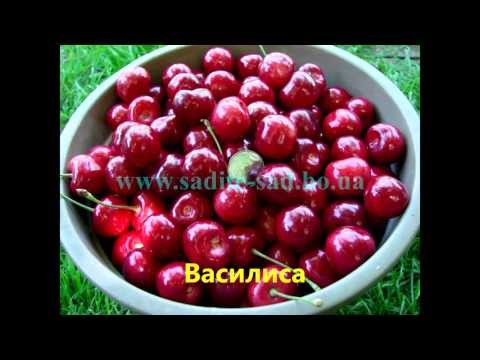 Черешни - сорта