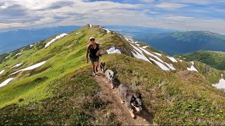 Hiking Blackerby Ridge Trail in Juneau, Alaska with Cattle Dogs // Nalu & Co