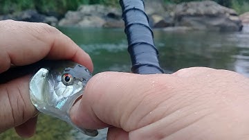 Chia sẻ kinh nghiệm câu cá mương bằng mồi bột