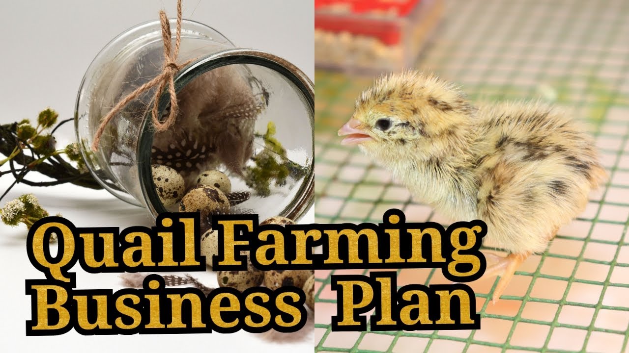 quail farming business plan