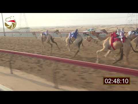 سباق اللقايا سيف العرب 13 09 2025 ش10 متعبه ل سعيد عبيد شميل الخاطري 6 17