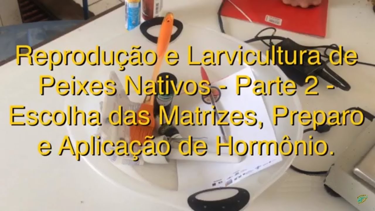 Aplicação de hormônio para reprodução de peixe
