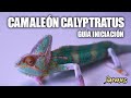 🦎 Camaleón Calyptratus  ·  MEJORES TIPS || Salvajes