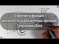 Анатомия желчного пузыря, желчных протоков и треугольника Кало - meduniver.com