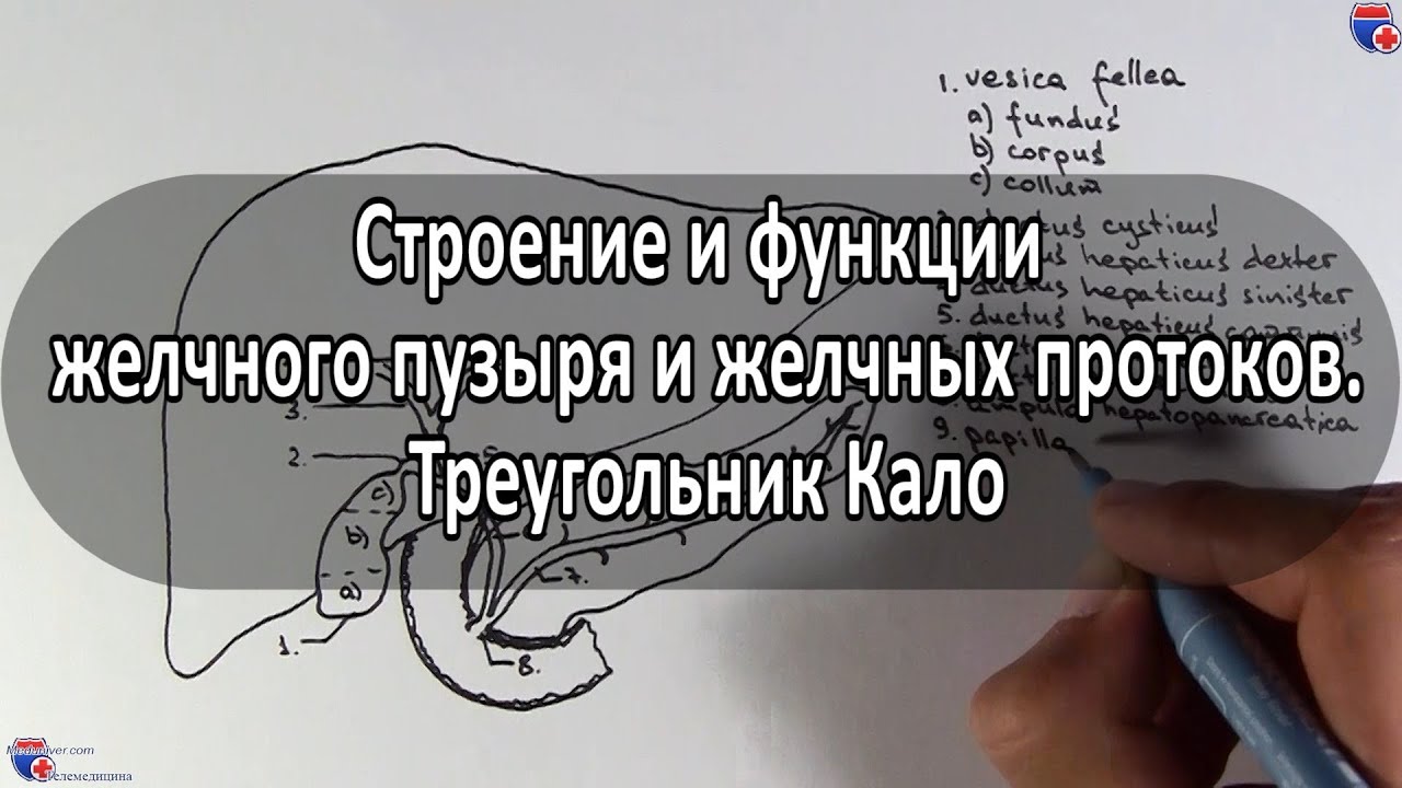 треугольник кало схема Анатомия желчного пузыря, желчных протоков и треугольника кало.