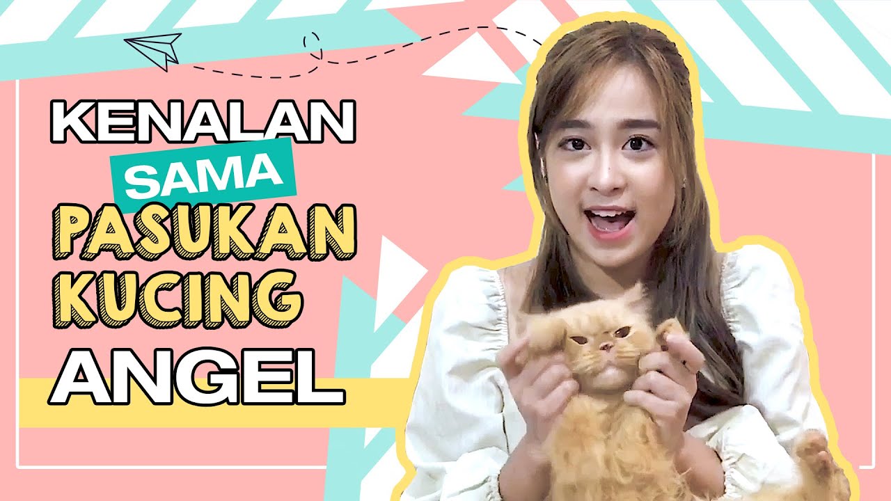KENALAN SAMA SEMUA KUCING PELIHARAAN ANGEL - YouTube